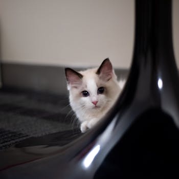 Cute white and black kitten peeking from behind an object indoors.