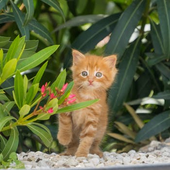 Adorable ginger kitten exploring a lush green garden with flowers.