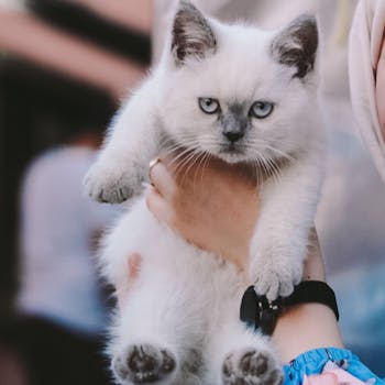 Close-up of a fluffy Ragdoll kitten being held outdoors, displaying cute expressions.