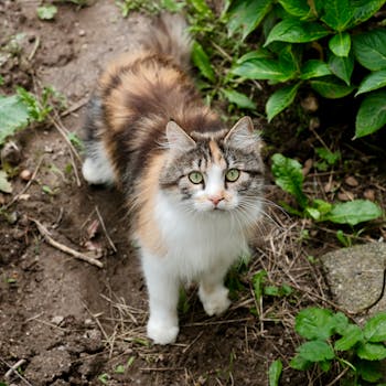 Charming calico cat with vibrant colors exploring the garden path.
